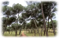 Poda y tala de árboles en Madrid