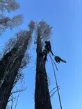 Empresa de tala y poda en altura San Martín de Valdeiglesias