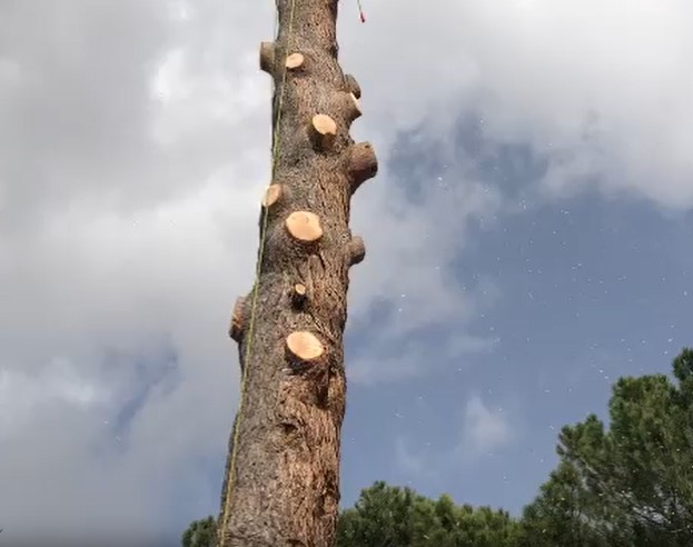 empresa de podas en altura en Peralejos de Tajuña