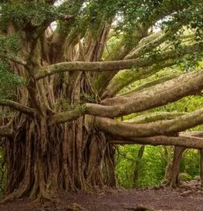 Poda y tala arboles grandes