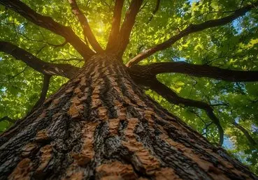 Tala en altura poda árboles grandes