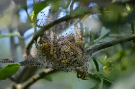 PLaga orugas arboles